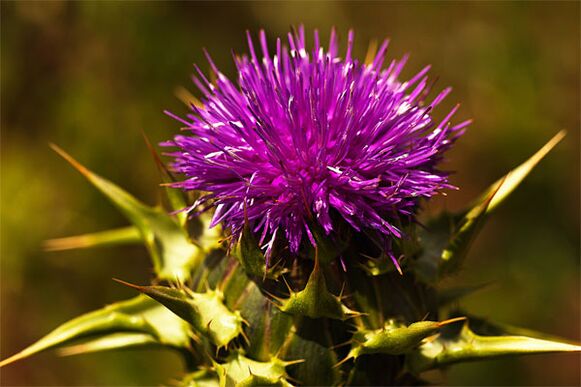 Thistle helps with the lack of male hormone in the body